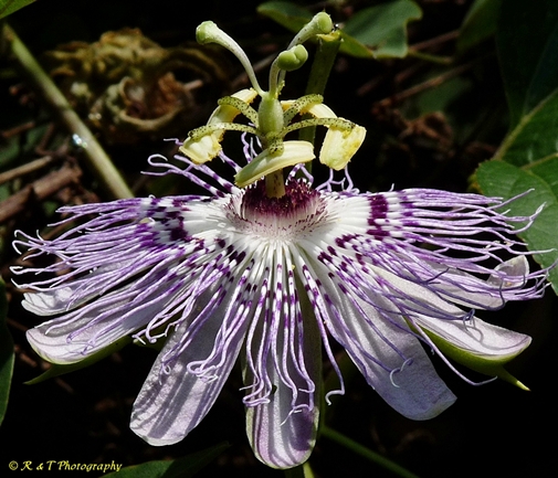 {Passiflora incarnata}